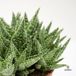 Aloe Cristal Envíos España y Portugal