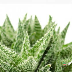 Comprar Aloe Sugar Crystal