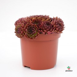 comprar Sempervivum Monaco Rojo