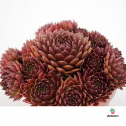 Sempervivum Monaco