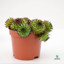 Sempervivum Boekarest