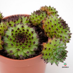 Comprar Sempervivum