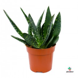 Aloe Paradisicum