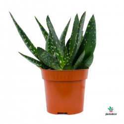 Aloe Paradisicum Plantadecor