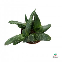 Planta Aloe Paradisicum