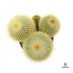 Eriocactus leninghausii | Plantadecor