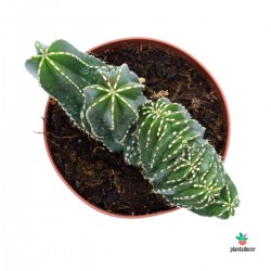 Cactus Cereus Marginatocereus