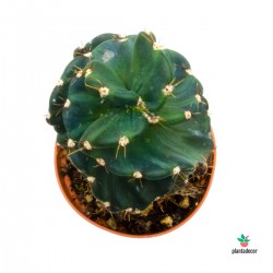 Cactus Cereus Forbesii var. Spiralis