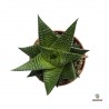 Haworthia Limifolia "Green"