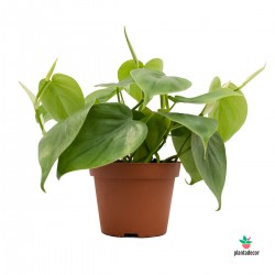 Philodendron scadens