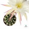 Cactus Echinopsis Subdenudata mini