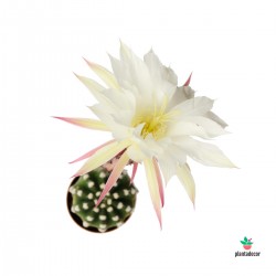 Comprar Cactus Echinopsis Subdenudata