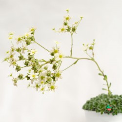 planta Saxifraga Paniculata