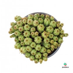 Euphorbia Mammillaris comprar