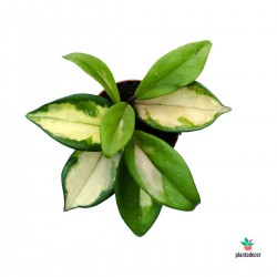 Hoya Carnosa Tricolor "Mini"