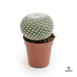 cactus Mammillaria Perbella
