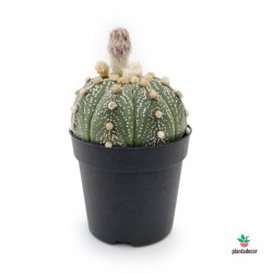cactus Astrophytum Asterias