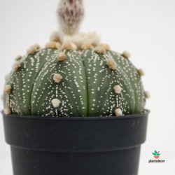 comprar cactus Astrophytum Asterias