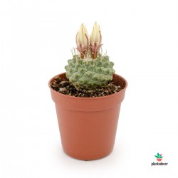cactus Strombocactus Disciformis