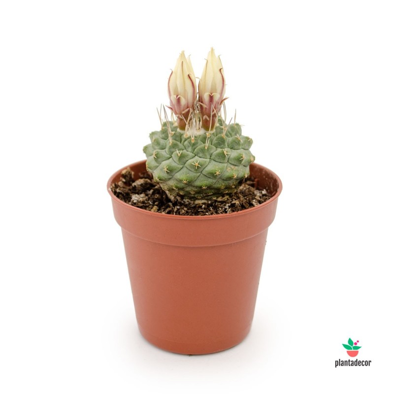 cactus Strombocactus Disciformis