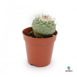 Strombocactus Disciformis cactus