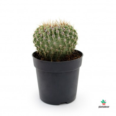 cactus Notocactus buiningii