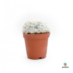 cactus cabeza blanca