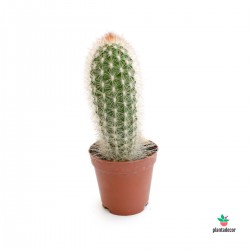 cactus Espostoa Mirabilis comprar