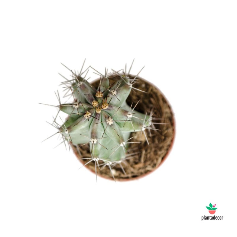 cactus Stenocereus Pruinosus comprar