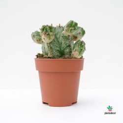 variedades de Euphorbia online