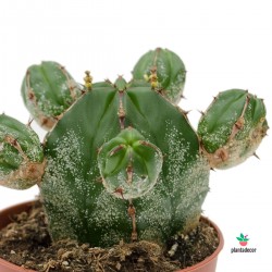 COMPRAR Euphorbia Ichnus