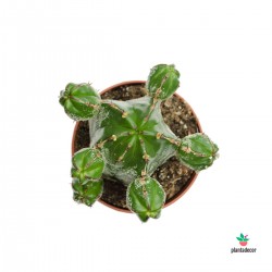 Euphorbia Officinarum  /  Euphorbia Echinus