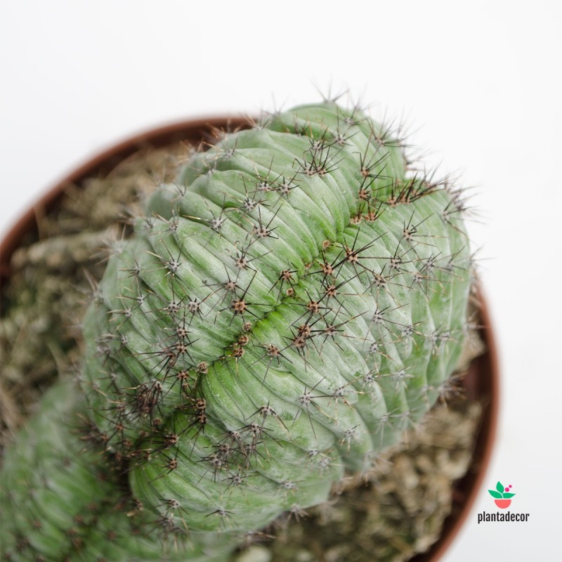 cactus cristata