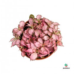 Fittonia Verschaffeltii "Pink Star"