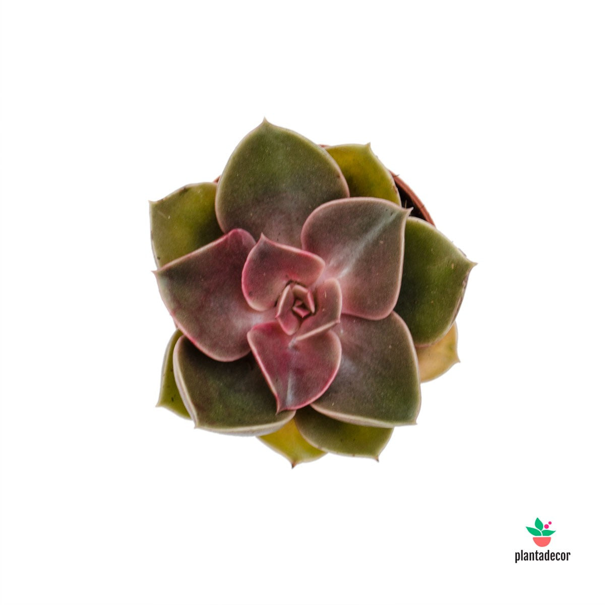 Echeveria Perle Von Nurnberg "Magic Pearl"