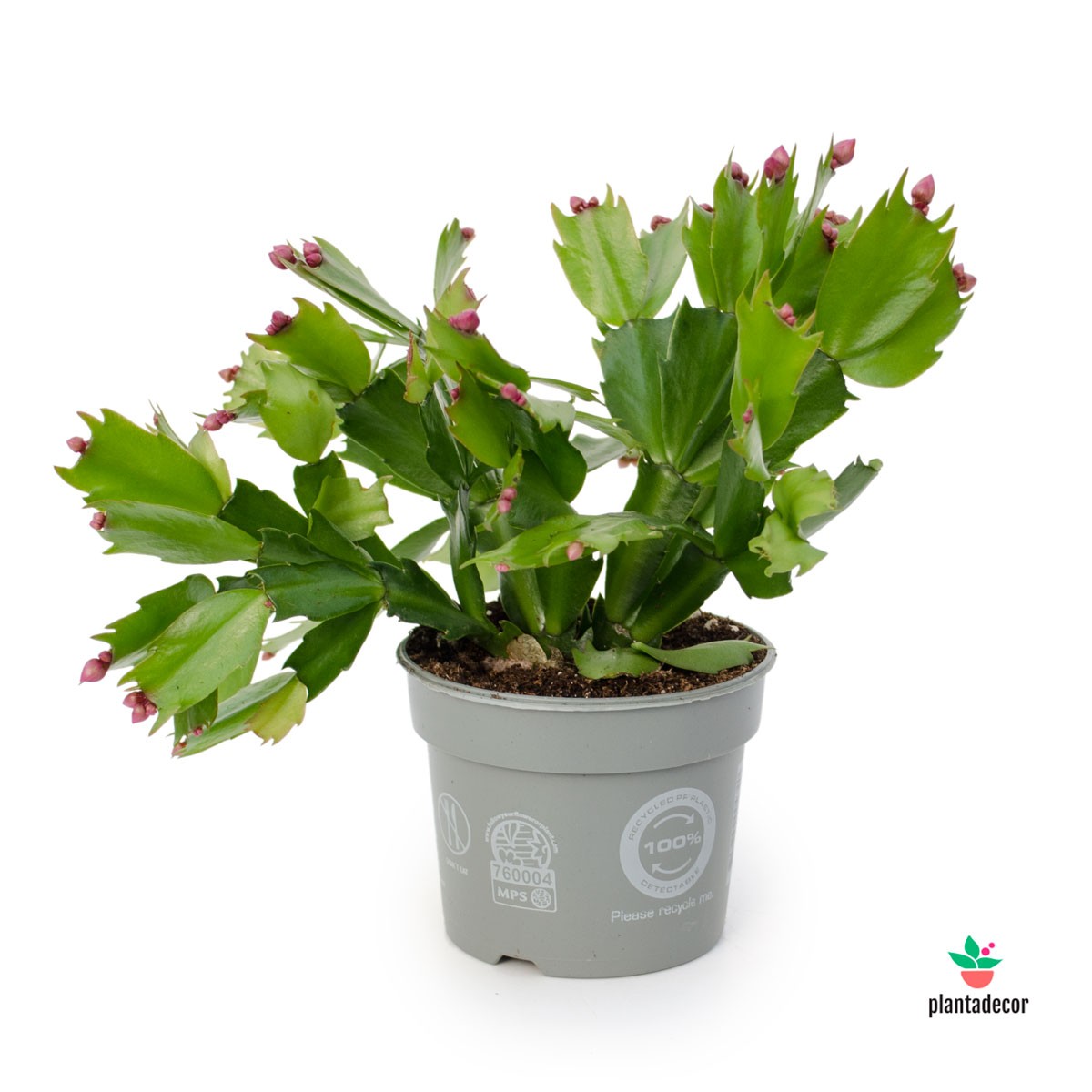 Planta Schlumbergera