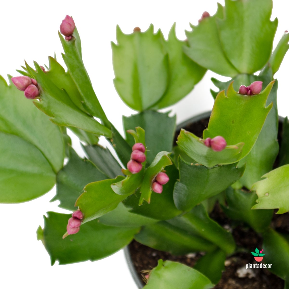 Suculenta Schlumbergera