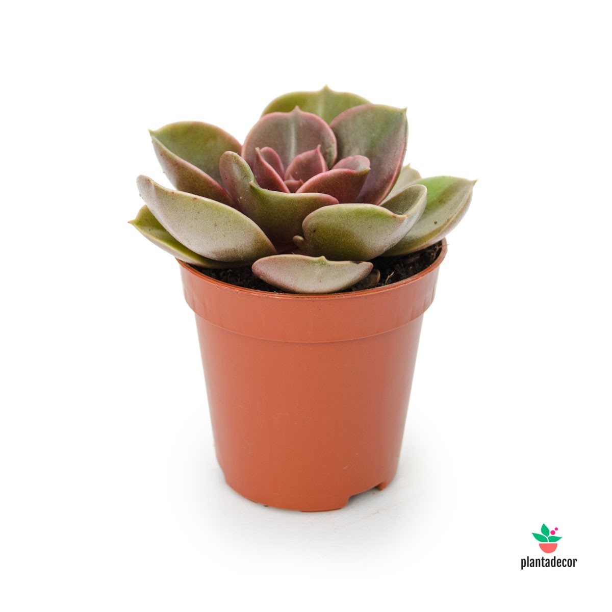 Echeveria Perle Von Nurnberg