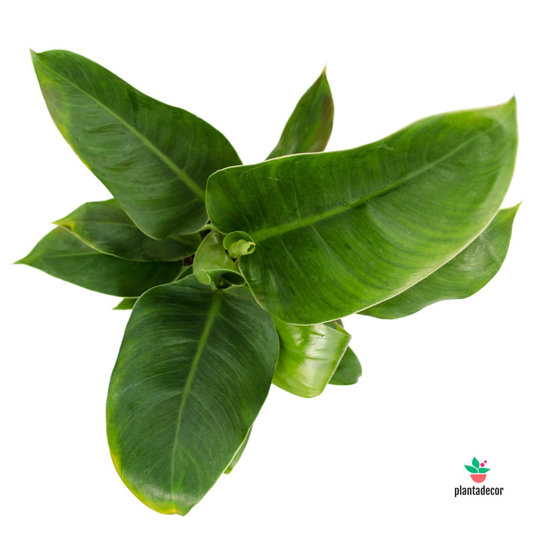 Philodendron Imperial Green