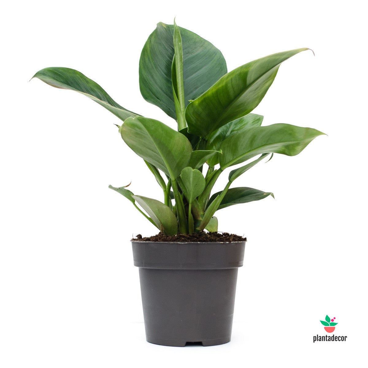 Plantadecor Philodendron Imperial Green