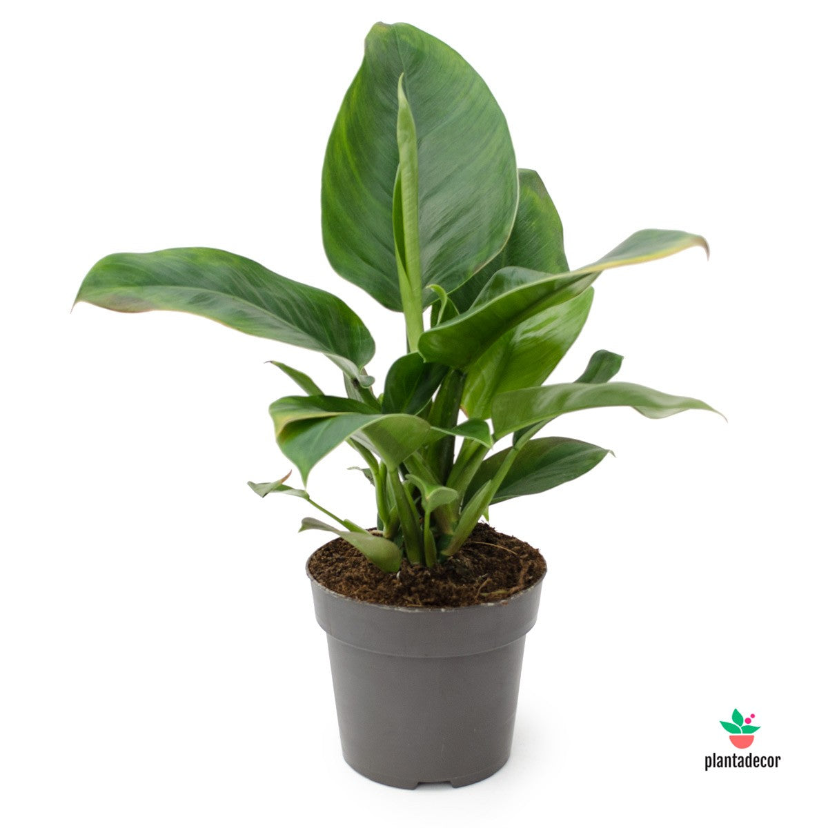 Comprar Philodendron Imperial Green