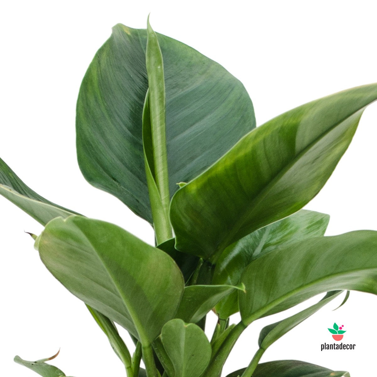 Philodendron Imperial Green