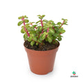 portulacaria mediopicta roja y verde