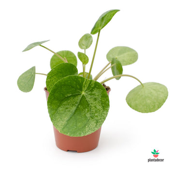 Pilea Peperomioides Variegada "Mojito"