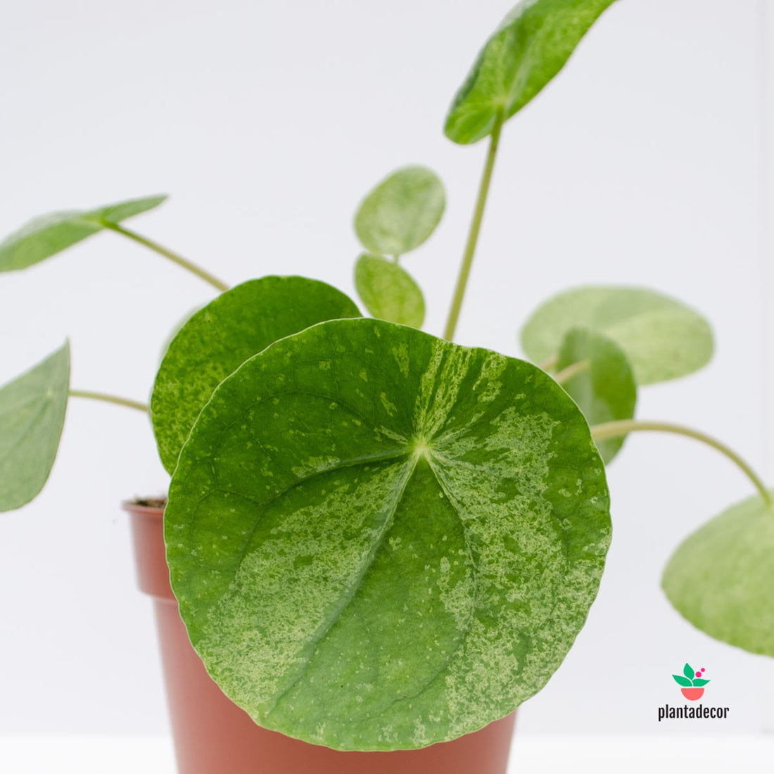 Pilea Peperomioides Variegada "Mojito"