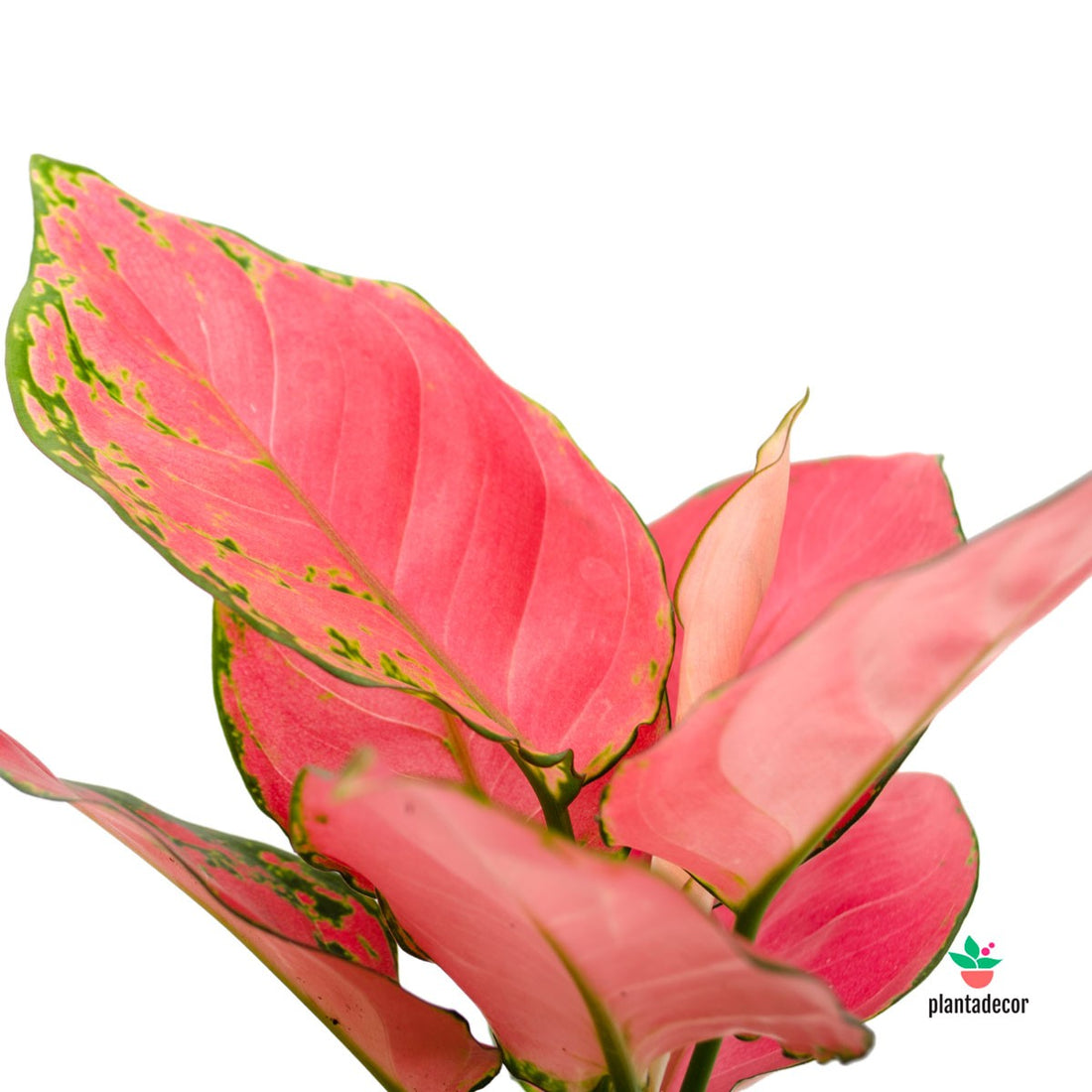 Aglaonema Pink Star / Pink Anyamanee