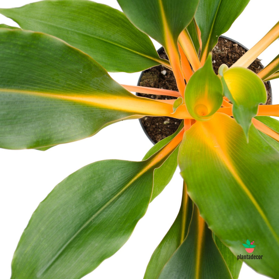 Chlorophytum Orchidastrum "Green Orange"