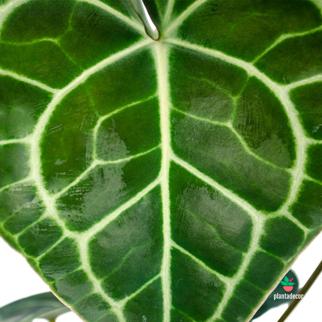 Anthurium Clarinervium M-12