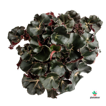 Begonia Erytrophylla "Black Jungle"