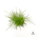 Comprar Asparagus Plumosus
